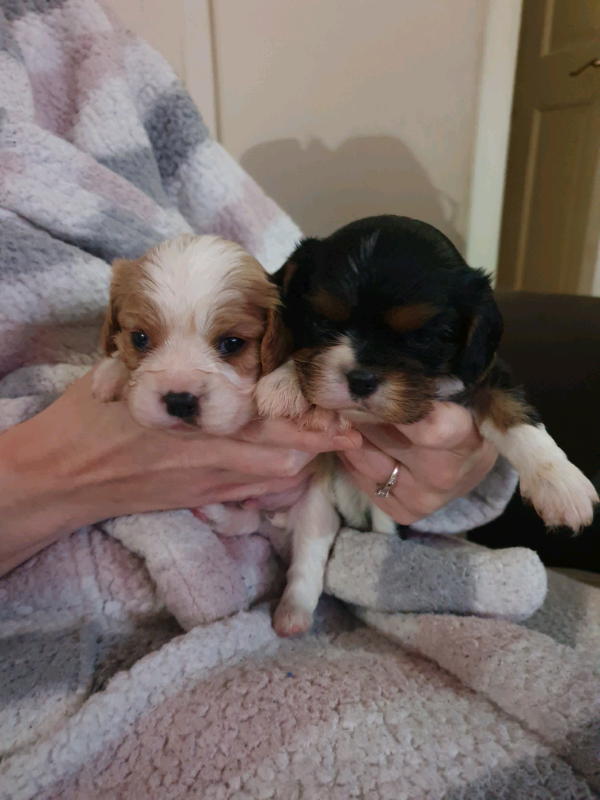 king charles spaniel gumtree